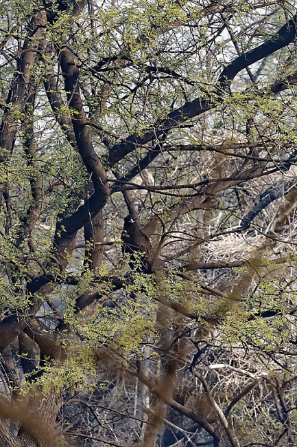 Keoladeo national park-134